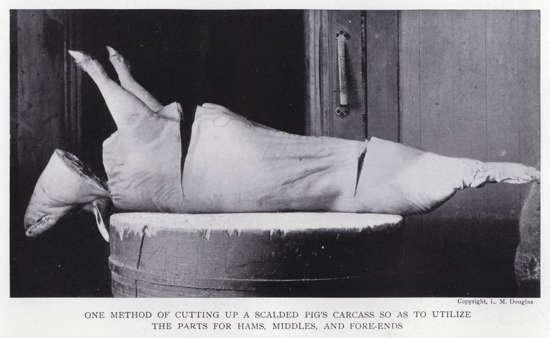 Eine Methode, den Kadaver eines verbrühten Schweins zu zerlegen, um die Teile für Schinken, Mittelteile und Vorderenden zu nutzen von English Photographer