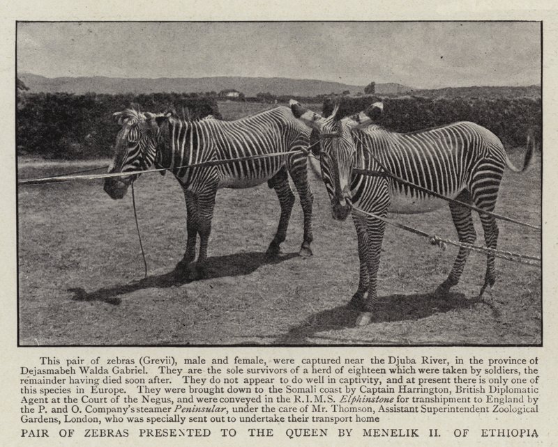 Paar Zebras, der Königin von Menelik II. von Äthiopien geschenkt von English Photographer