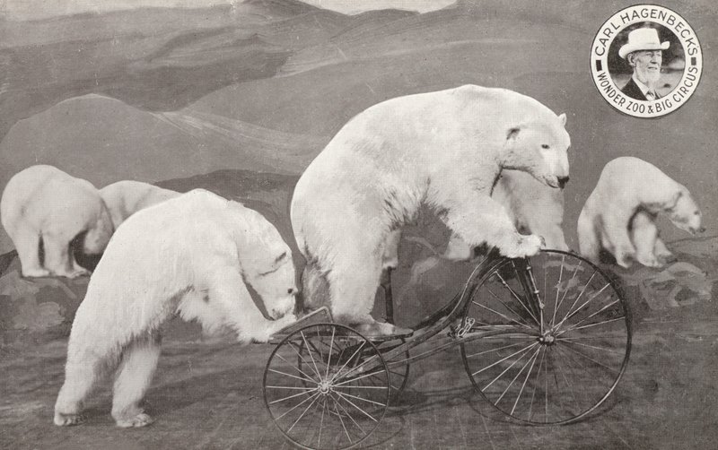 Eisbär fährt Dreirad, Carl Hagenbeck