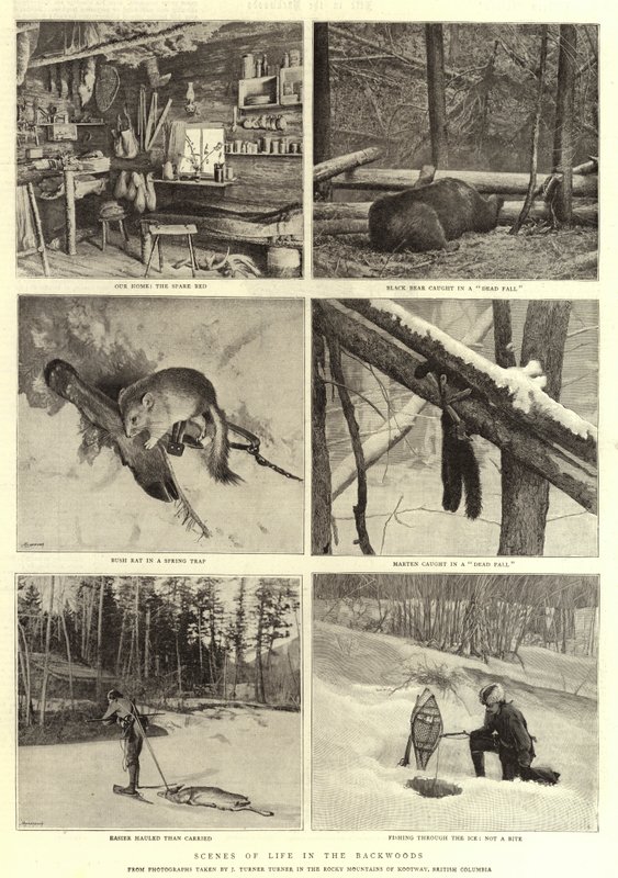 Szenen aus dem Leben in der Wildnis von English Photographer