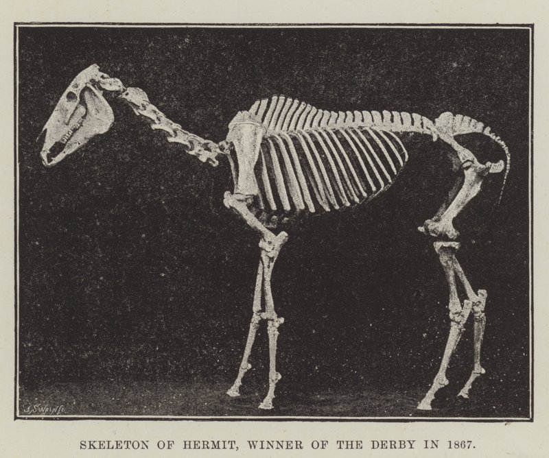 Skelett von Hermit, Gewinner des Derbys 1867 von English Photographer