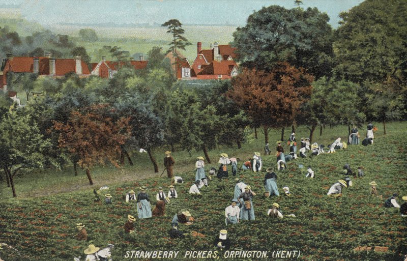 Erdbeerpflücker auf den Feldern in Orpington, Kent (Foto) von English Photographer