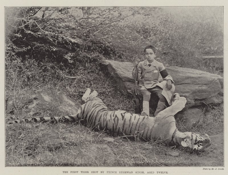 Der erste Tiger, erschossen von Prinz Bughwan Singh, zwölf Jahre alt von English Photographer