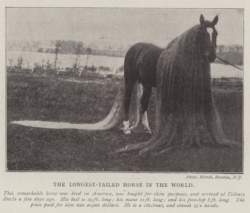 Das Pferd mit dem längsten Schweif der Welt von English Photographer