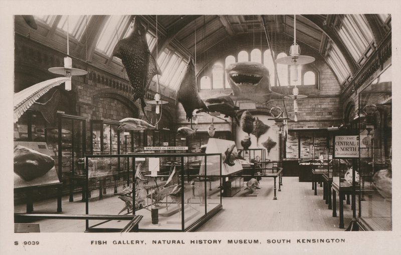 Das Victoria und Albert Museum, South Kensington, London, Fischgalerie von English Photographer