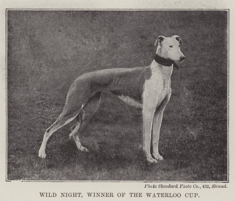 Wilde Nacht, Gewinner des Waterloo Cups von English Photographer