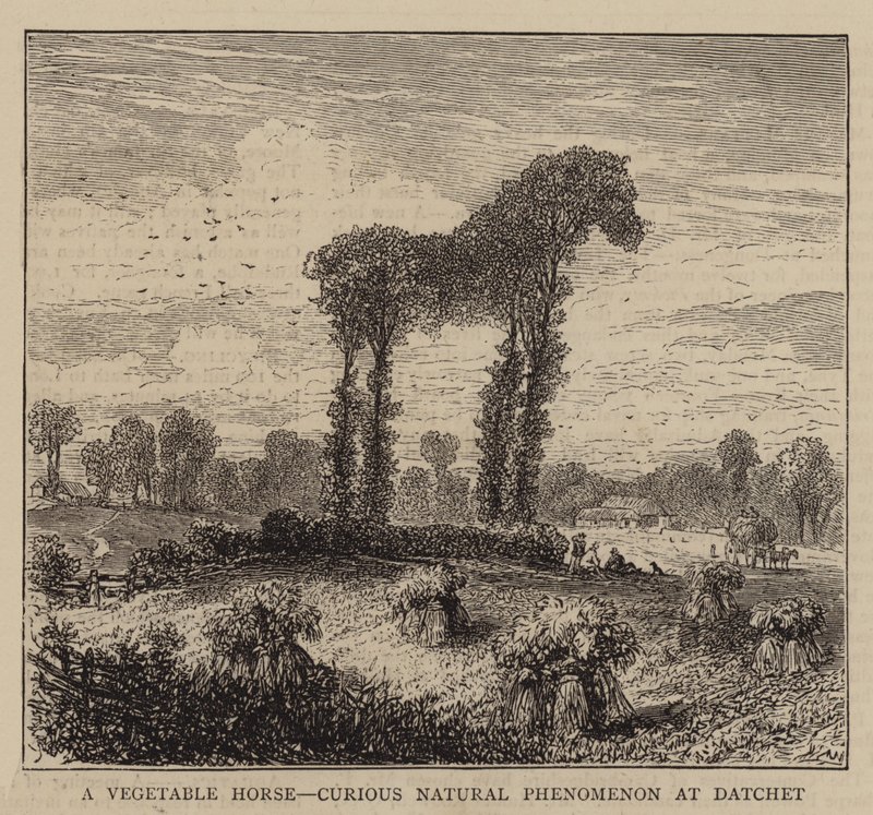 Ein Gemüse-Pferd, kurioses Naturphänomen in Datchet (Gravur) von English School