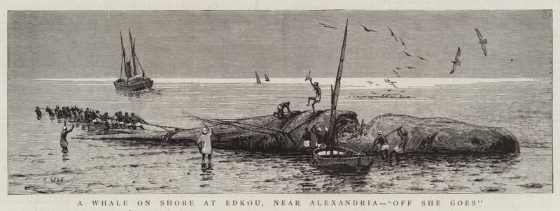 Ein Wal an Land bei Edkou, nahe Alexandria, "Los geht