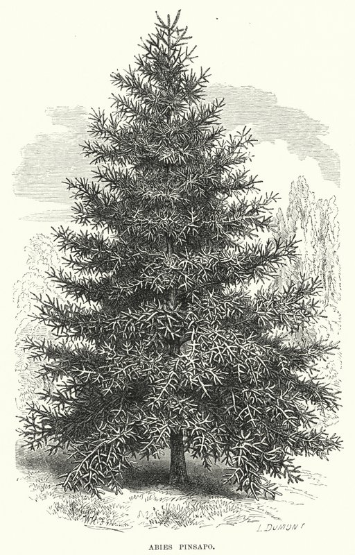 Abies Pinsapo (Stich) von English School