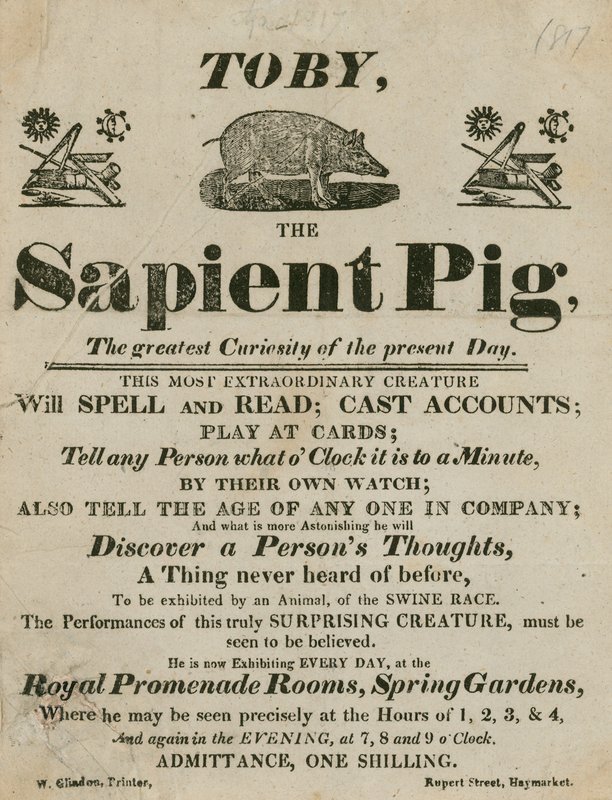 Werbung für Toby das weise Schwein, die größte Kuriosität der Gegenwart von English School