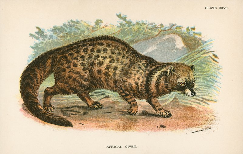 Afrikanische Zibetkatze von English School
