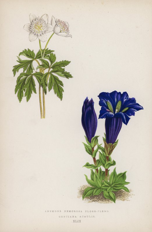 Anemone Nemorosa Flore-pleno; Gentiana Acaulis von English School