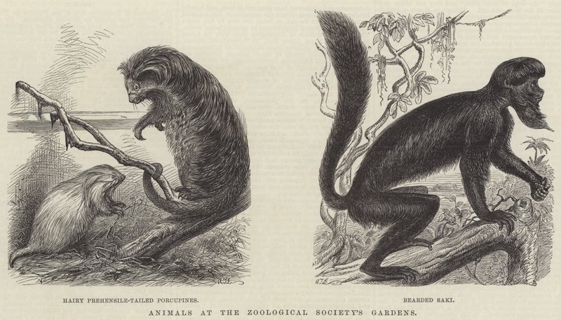 Tiere in den Gärten der Zoologischen Gesellschaft (Gravur) von English School