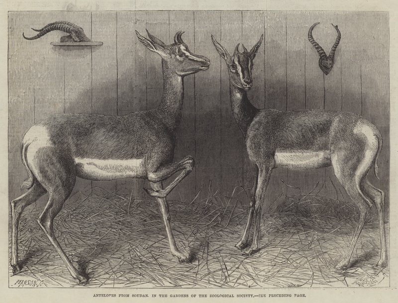 Antilopen aus dem Sudan, in den Gärten der Zoologischen Gesellschaft (Gravur) von English School