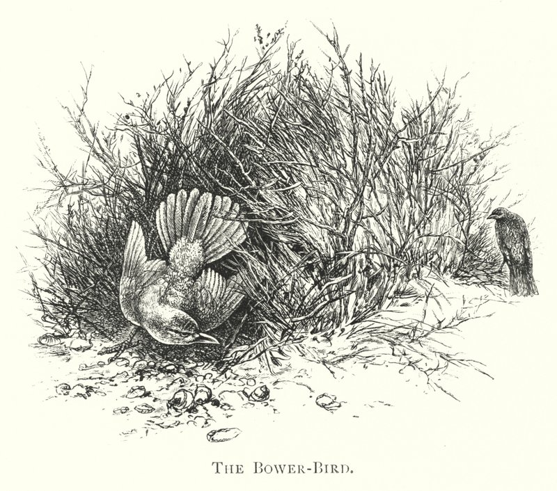 Australien: Der Laubenvogel (Gravur) von English School