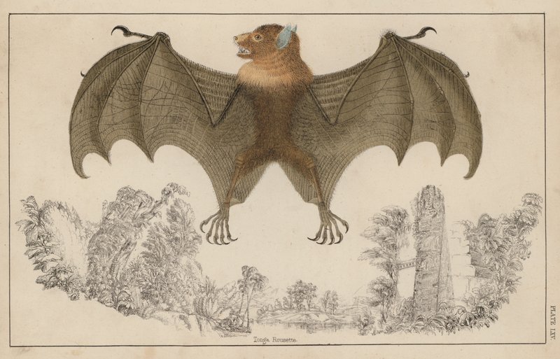 Fledermaus mit offenen Flügeln von English School