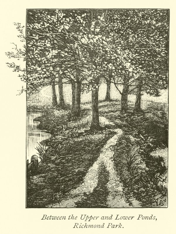 Zwischen den oberen und unteren Teichen, Richmond Park von English School