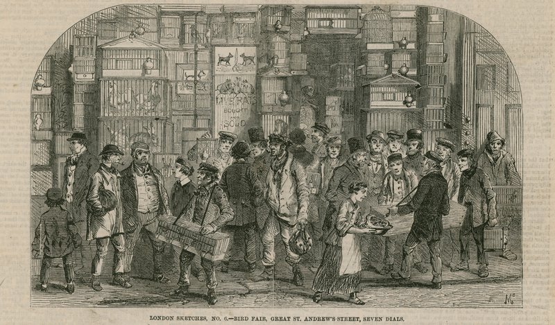 Vogelmesse, Great St Andrews Street, Seven Dials, London von English School