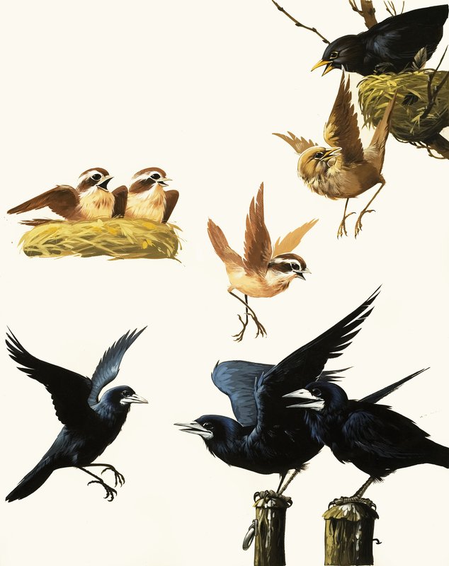Vogelmontage von English School