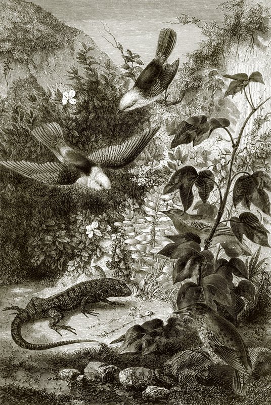 Vögel, Reptilien und Vegetation von English School
