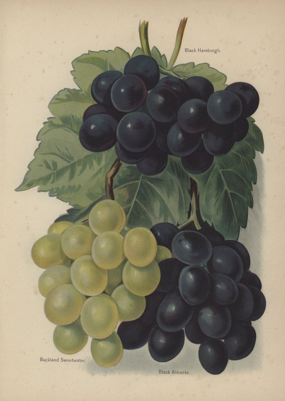 Black Hamburgh, Buckland Sweetwater, Black Alicante von English School
