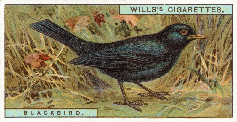 Amsel von English School