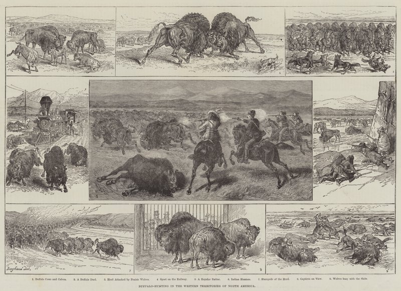 Büffeljagd in den westlichen Territorien Nordamerikas von English School