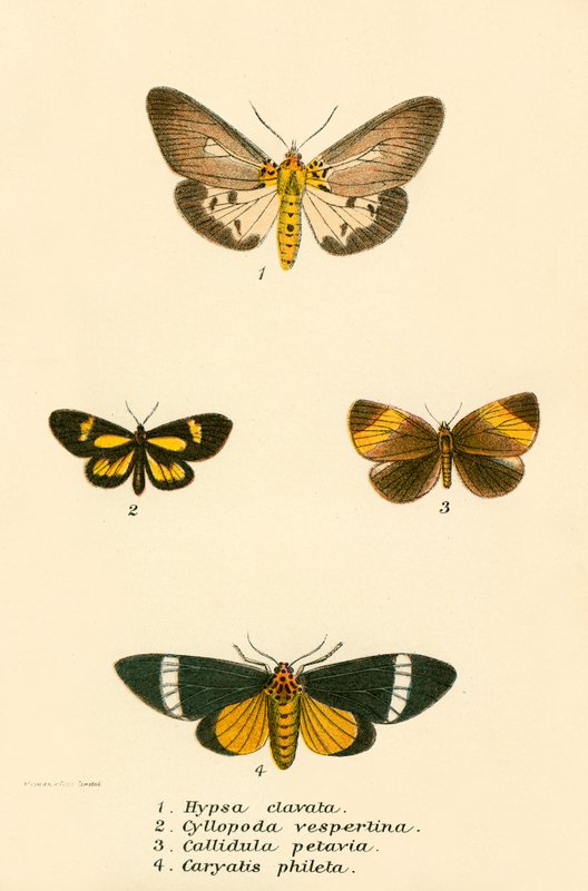 Schmetterlinge von English School
