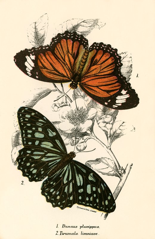 Schmetterlinge von English School