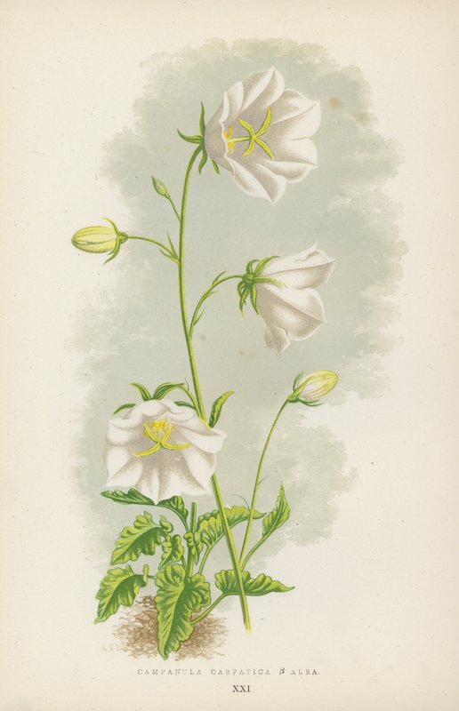 Campanula Carpatica B Alba von English School