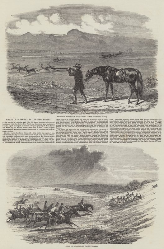 Jagd auf einen Schakal im New Forest (Stich) von English School