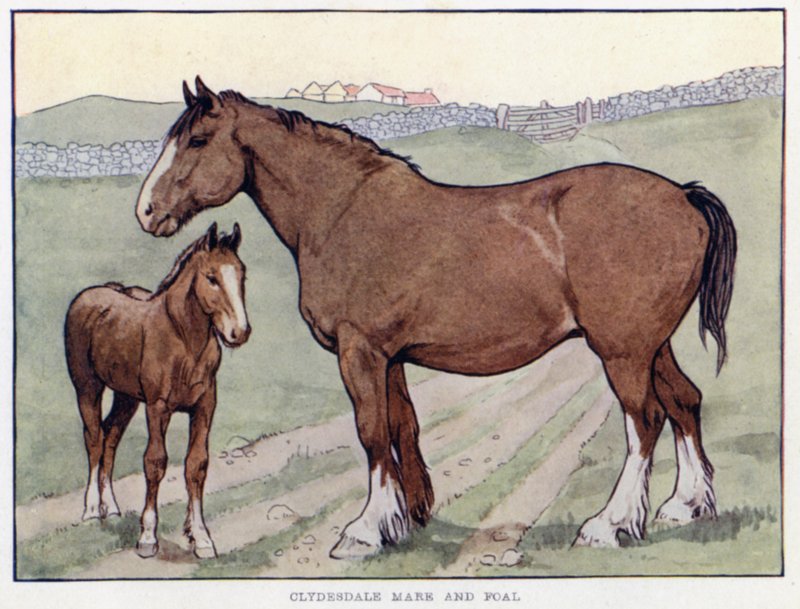 Clydesdale Stute und Fohlen von English School