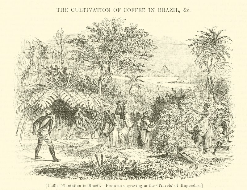 Kaffeeplantage in Brasilien von English School