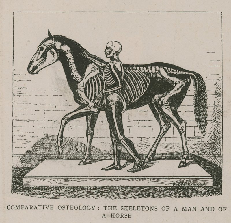 Vergleichende Osteologie von English School