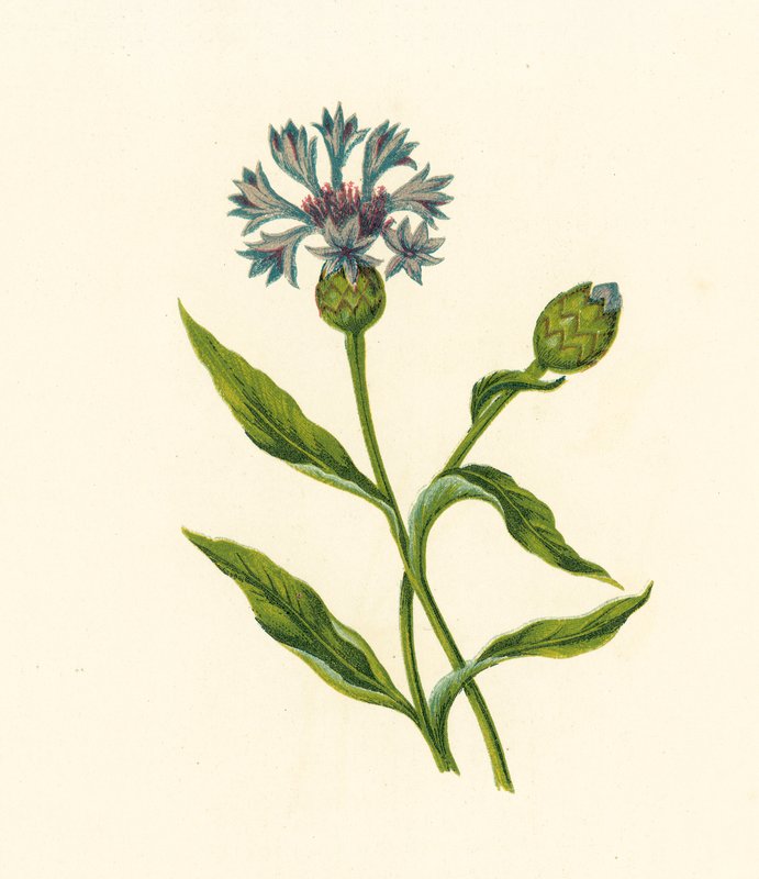 Kornblume, Centaurea Cyanus von English School