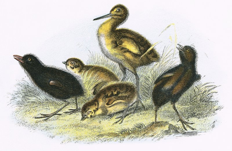 Brachvogel, Landralle, Rebhuhn und Teichhuhn (im Uhrzeigersinn) von English School