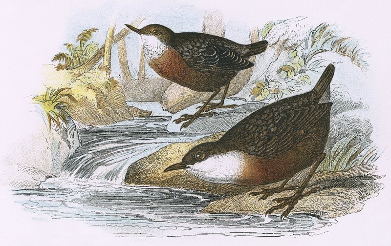 Wasseramsel von English School