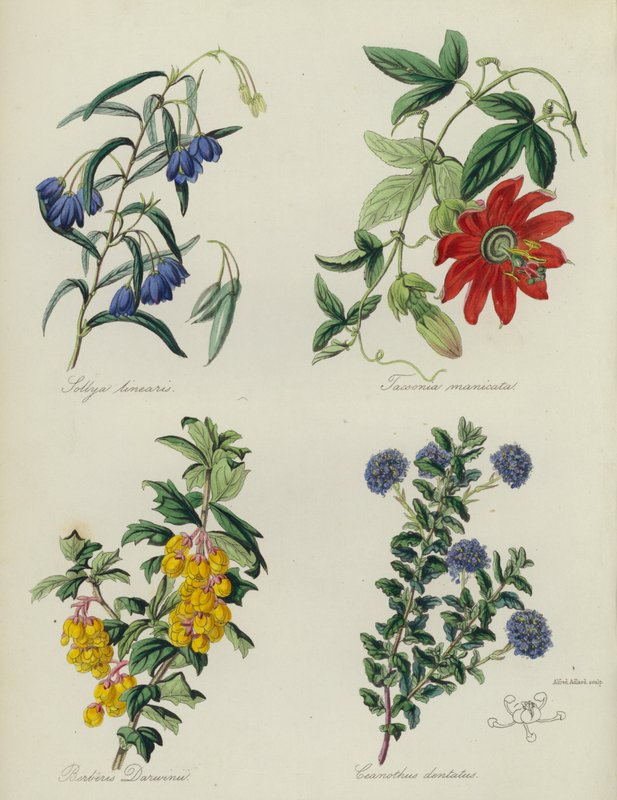 Englischer Blumengarten: Sollya linearis, Tacsonia manicata, Berberis Darwinii, Ceanothus dentatus von English School