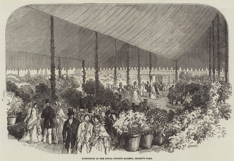 Ausstellung der Royal Botanic Society, Regent