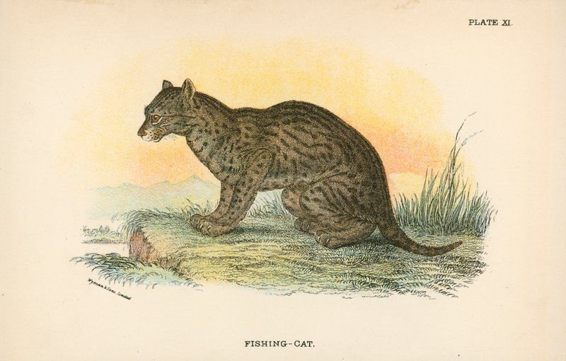 Fischkatze von English School