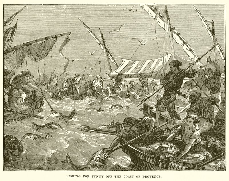 Thunfischfang vor der Küste der Provence von English School