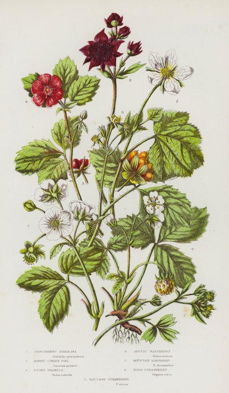 Blühende Pflanzen Großbritanniens: Kriechende Sibbaldia, Sumpf-Fingerkraut, Stein-Brombeere, Arktische Himbeere, Berg-Himbeere, Wald-Erdbeere, Hautboy-Erdbeere von English School