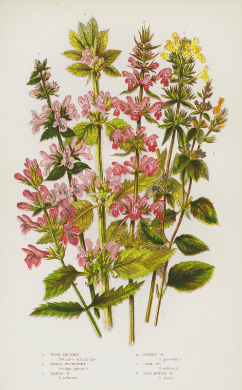 Blühende Pflanzen Großbritanniens: Wald-Betonie, Hecken-Wundklee, Sumpf-Wundklee, Flaumiger Wundklee, Korn-Wundklee, Blasser Einjähriger Wundklee von English School