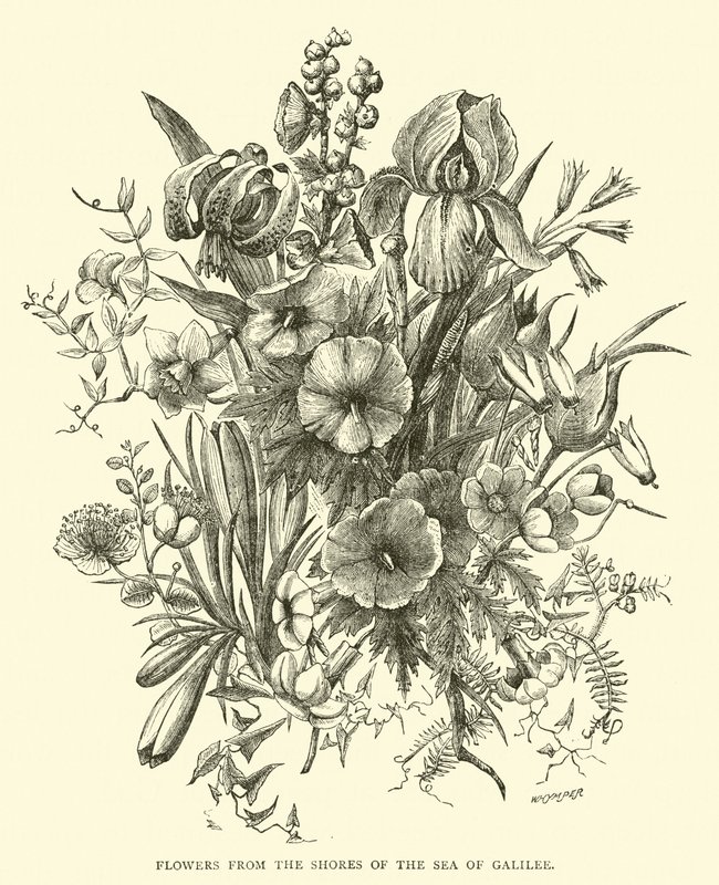 Blumen vom Ufer des Sees Genezareth von English School