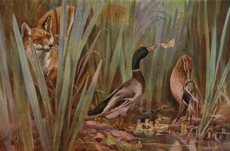 Fuchs beobachtet eine Entenfamilie von English School