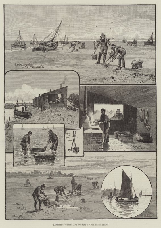 Sammeln von Herzmuscheln und Wellhornschnecken an der Küste von Essex von English School