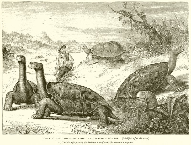 Riesige Landschildkröten von den Galapagos-Inseln von English School