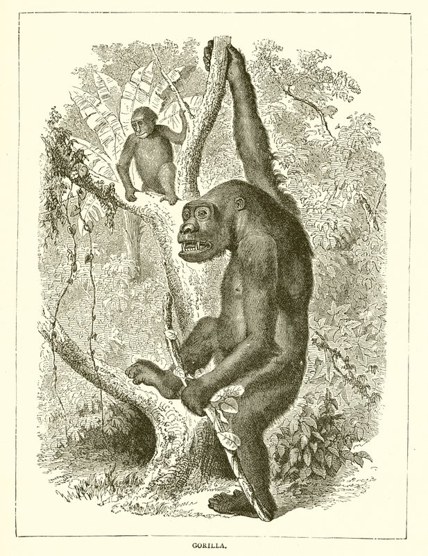 Gorilla von English School