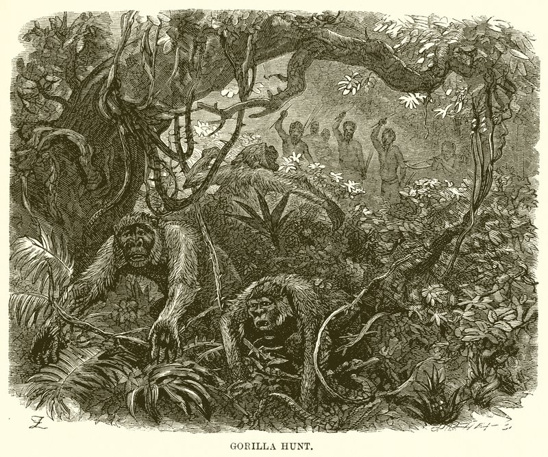 Gorillajagd von English School
