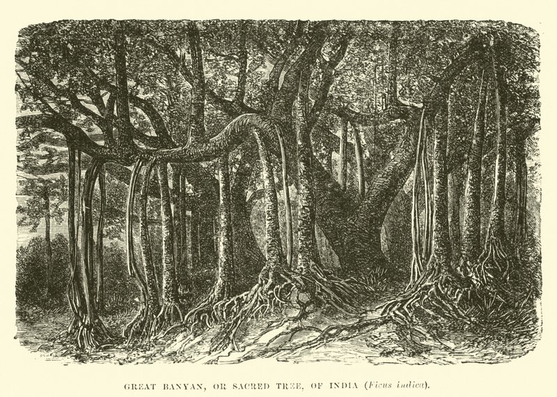 Großer Banyan- oder Heiliger Baum von Indien, Ficus indica von English School
